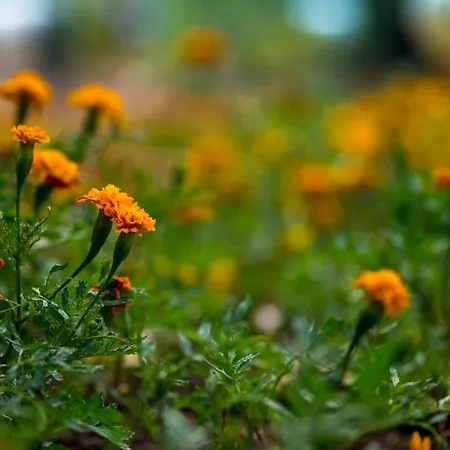 Arts In Conde Carvalhal 4* Funchal (Madeira)