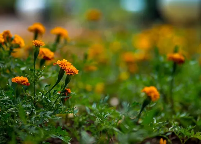 孔德卡瓦利亚尔艺术酒店 4* 丰沙尔